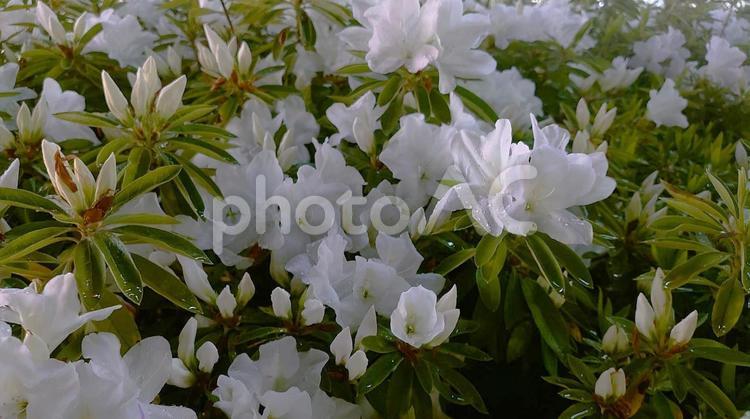 雨に濡れたツツジの花 ツツジ,つつじ,植物の写真素材