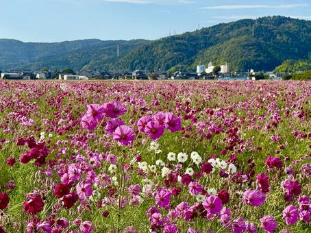 福井県 曇り空と宮ノ下コスモス公苑 福井県 曇り空と宮ノ下コスモス公苑 福井県,宮ノ下コスモス公苑,曇りの写真素材