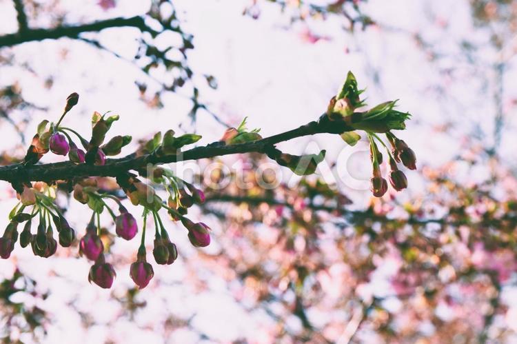 咲く直前の桜のつぼみ、美しい春の兆し 桜,つぼみ,枝の写真素材