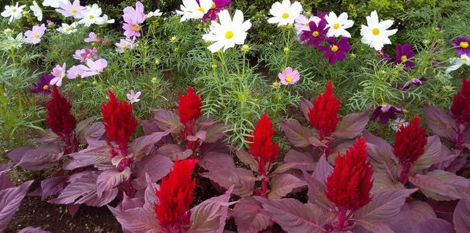 花暦 鶏頭と秋桜の花壇(神無月 川口付近 花暦 鶏頭と秋桜の花壇(神無月 川口付近の写真