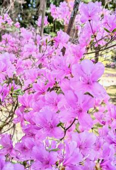 つつじ ツツジ つつじ ツツジ ミツバツツジ,春,4月の写真素材