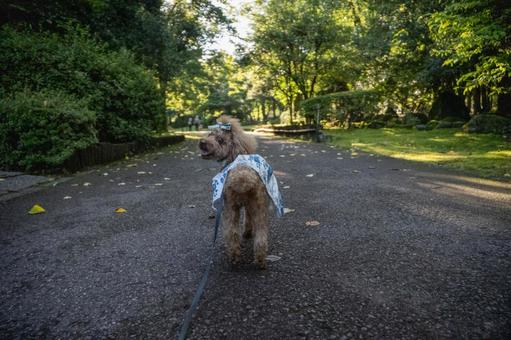 公園を散歩するトイプードル 公園を散歩するトイプードルの写真
