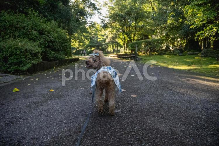 公園を散歩するトイプードル トイプードル,トイプー,夏の写真素材