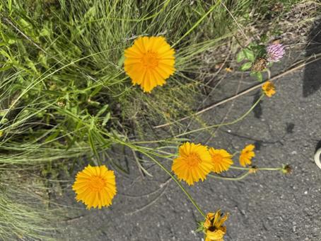 Coreopsis, okin keike, flower, yellow, JPG