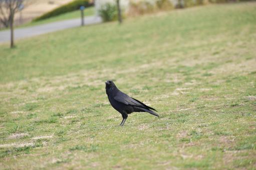 振り返り美鳥 からす,カラス,烏の写真素材