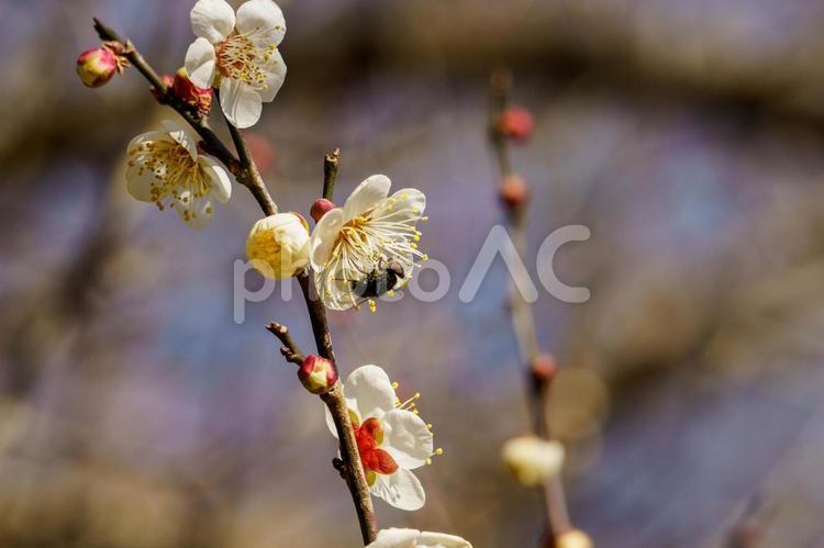 春の季節を告げる梅の花 梅,梅の花,空の写真素材