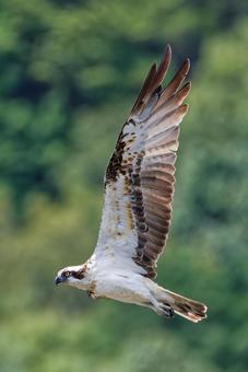 大きい翼を広げて飛ぶミサゴ、縦位置 大きい翼を広げて飛ぶミサゴ、縦位置 ミサゴ,鶚,ウオタカの写真素材