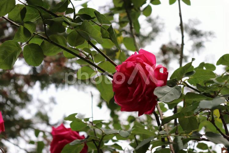 ツル系の薔薇、つるマリアカラス 薔薇,つるマリアカラス,植物の写真素材