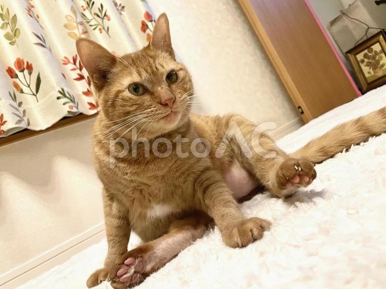 毛繕いをする猫 ネコ,猫,ねこの写真素材