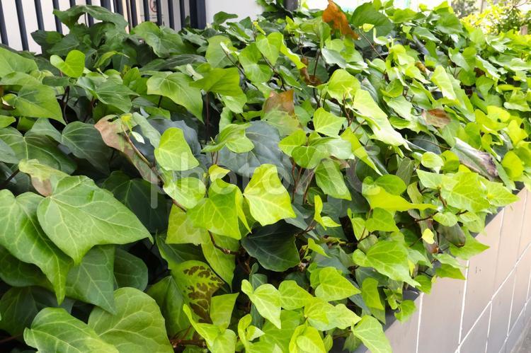 マンションの植栽のアイビー（ヘデラ） アイビー,ヘデラ,観葉植物の写真素材