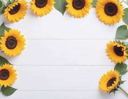 ひまわりの花で囲まれた白い木目調背景 ひまわりの花で囲まれた白い木目調背景の写真