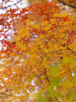 Japanese maple, JPG