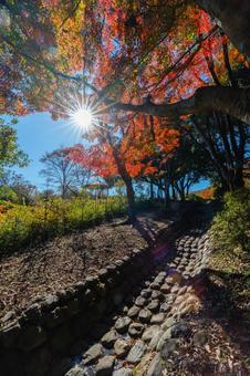 朝日と紅葉 朝日と紅葉 紅葉,木漏れ日,登山の写真素材