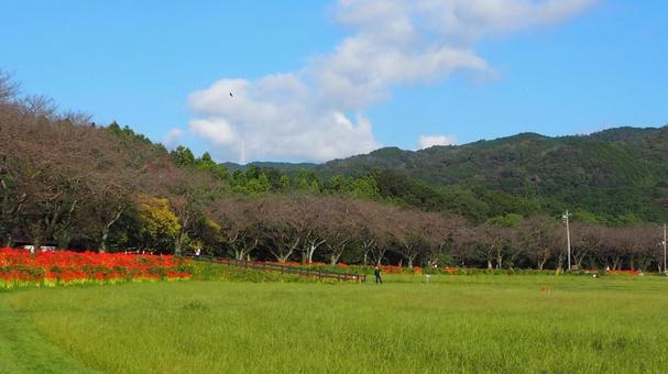 曼珠沙華公園付近・彼岸花&草地(日高市) 曼珠沙華公園付近・彼岸花&草地(日高市) 秋,曼珠沙華,赤の写真素材