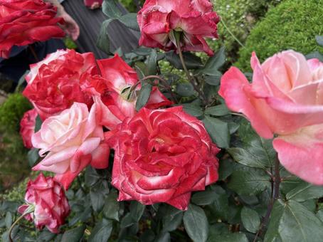 Photo, rose, hybrid tea rose, pink panther, 