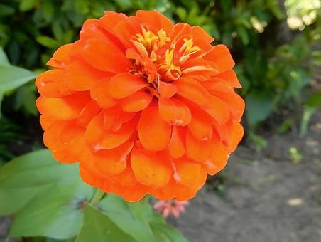 [Flower photo] Zinnia elegans, JPG