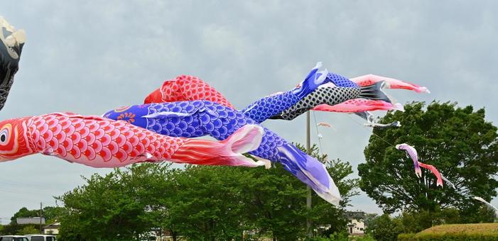 曇天を泳ぐこいのぼり 曇天を泳ぐこいのぼり こいのぼり,鯉のぼり,5月の写真素材