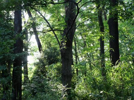 公園の緑 公園の緑の写真