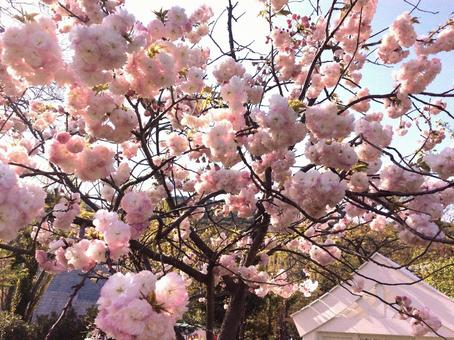 八重桜 八重桜の写真