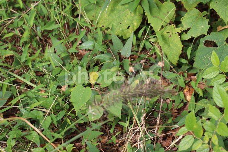 生い茂る雑草とチョウがいる風景 葉っぱ,草,雑草の写真素材