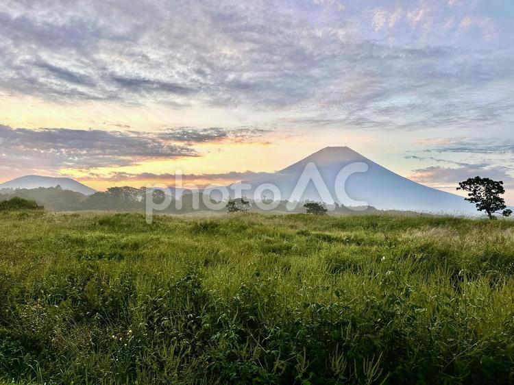 国道沿いの野原から見る富士山 富士山,草地,野原の写真素材