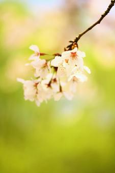 桜咲く 桜咲くの写真