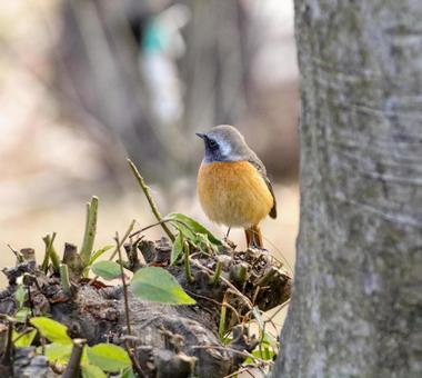 ジョウビタキの写真