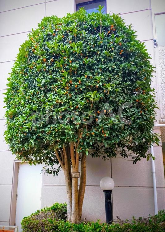 ビルの周りの植栽の樹 木,庭木,癒しの写真素材
