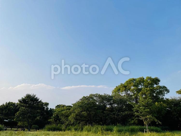 公園　草　野原　草原　空　美しい　木々　木　樹木　雲 公園,草,野原の写真素材