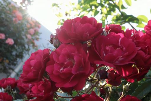 赤い薔薇を撮影した写真 赤い薔薇を撮影した写真 花,薔薇,自然の写真素材