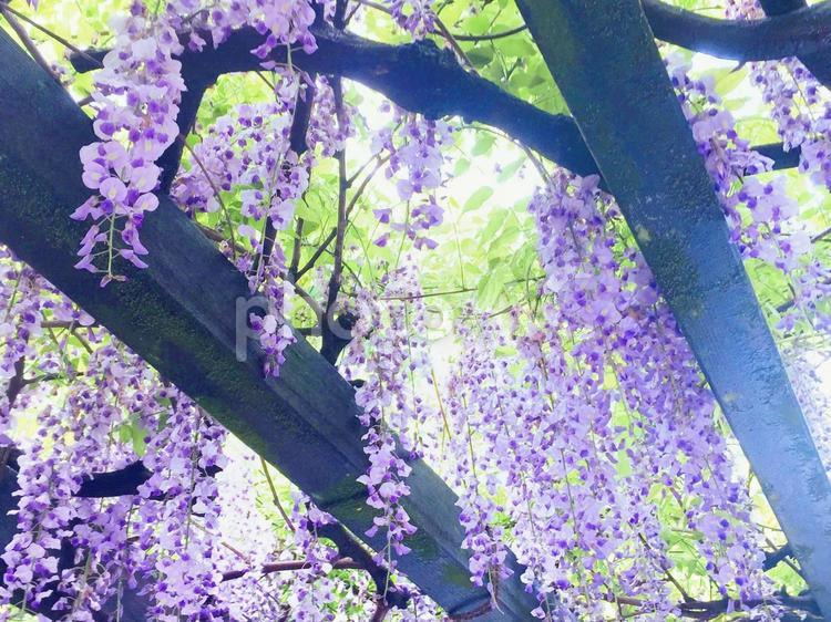 しだれる藤の花 藤,藤棚,藤の花の写真素材
