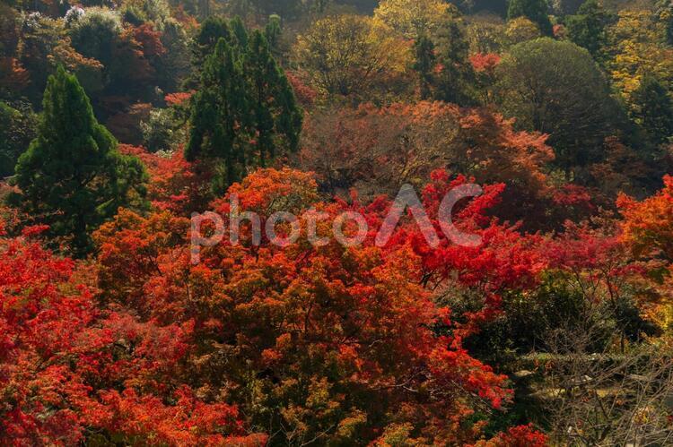 京都　清水寺　紅葉 京都,清水寺,紅葉の写真素材