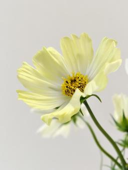 黄色のコスモスの花 黄色のコスモスの花の写真