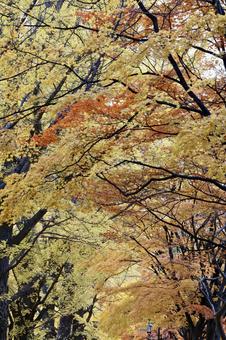 紅葉 縦バージョン 紅葉,北海道,秋の写真素材