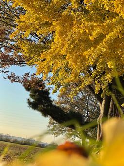 晴天の青空と黄色の紅葉のイチョウ 銀杏,イチョウ,いちょうの写真素材