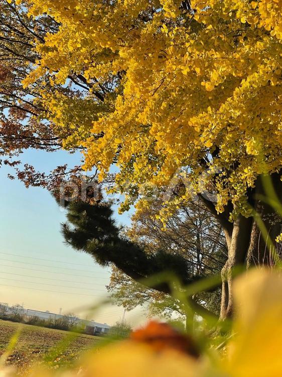晴天の青空と黄色の紅葉のイチョウ 銀杏,イチョウ,いちょうの写真素材