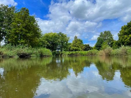 夏の公園の池 夏の公園の池の写真