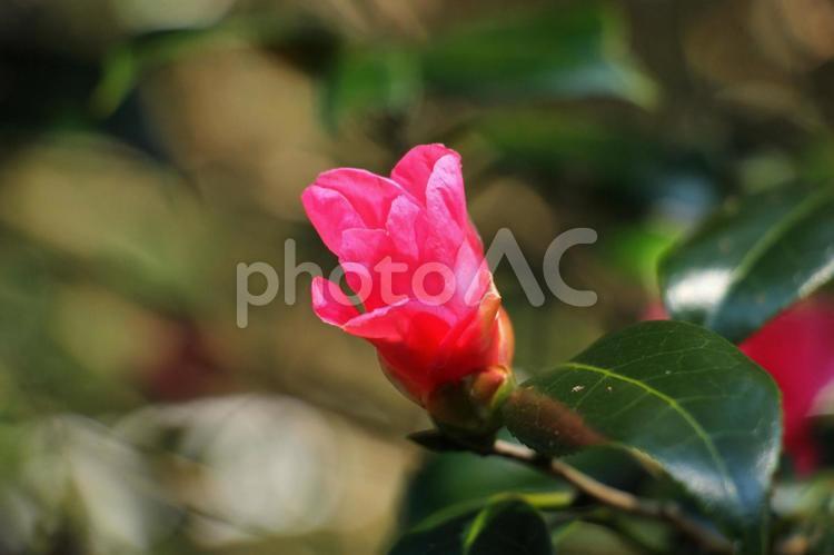 開花を目の前にした椿 椿,つぼみ,開花の写真素材