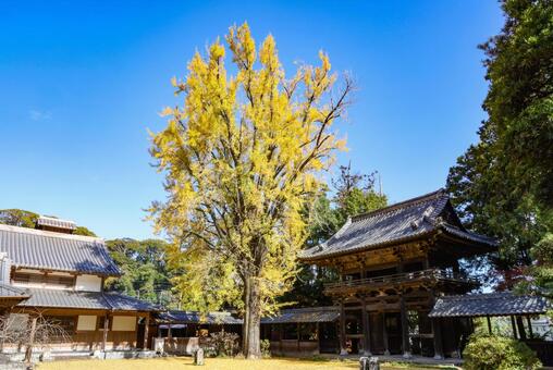 天祐寺の大イチョウ 大イチョウ,紅葉,木の写真素材