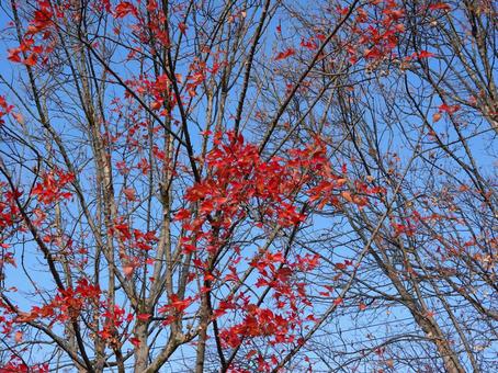 哀愁の季節・紅葉の秋 哀愁の季節・紅葉の秋 紅葉,枯葉,秋の写真素材