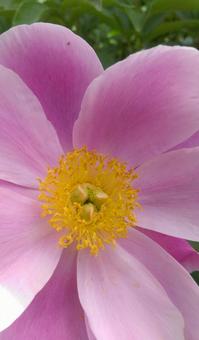 芍薬 芍薬の写真
