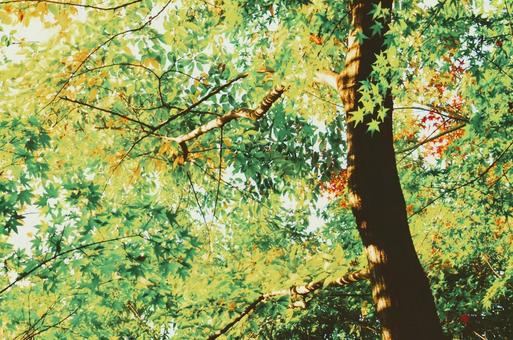 秋の木漏れ日 木漏れ日,樹木,木の写真素材