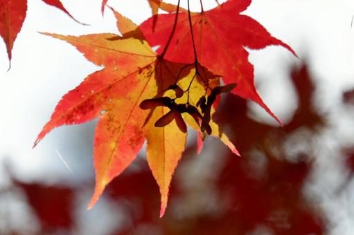 紅葉 紅葉の写真