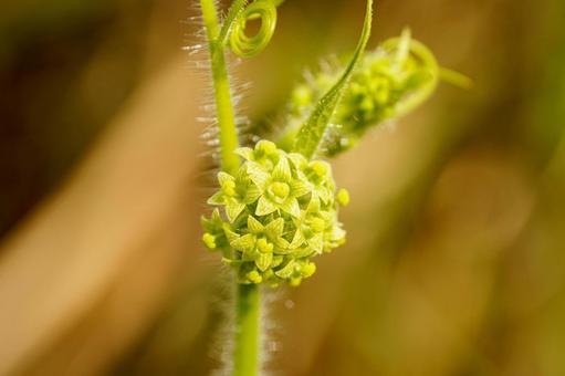 秋の野原に咲くアレチウリの花の写真