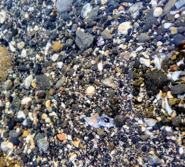 海の砂利 海の砂利 海,砂利,貝の写真素材