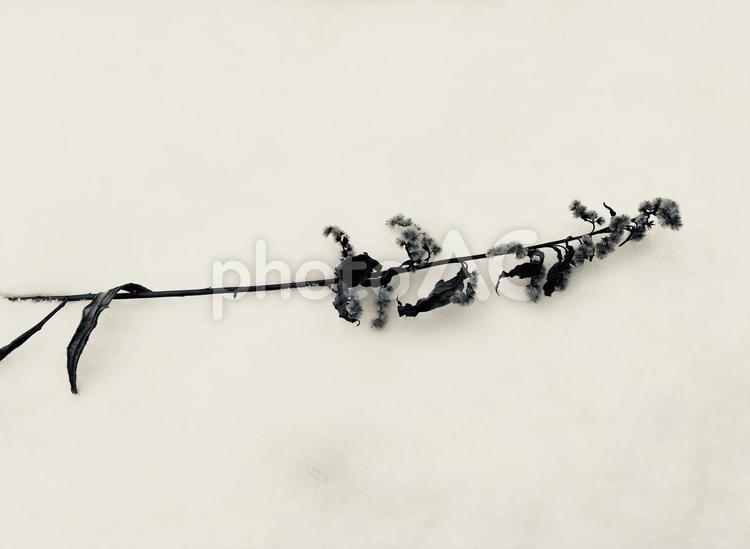 雪と枯れ草 クール,コピースペース,コントラストの写真素材