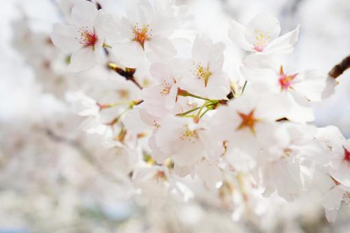 幻想的に咲く桜の花1 幻想的に咲く桜の花1 桜,さくら,ソメイヨシノの写真素材