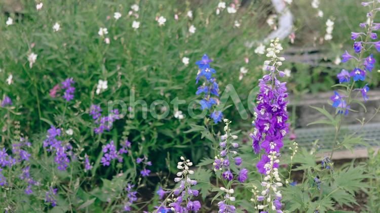 初夏に咲く紫のデルフィニウム デルフィニウム,花畑,紫の写真素材