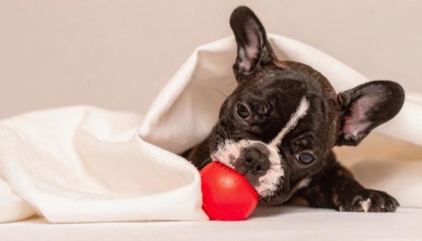 フレンチブルドッグの子犬 フレンチブルドッグの子犬の写真