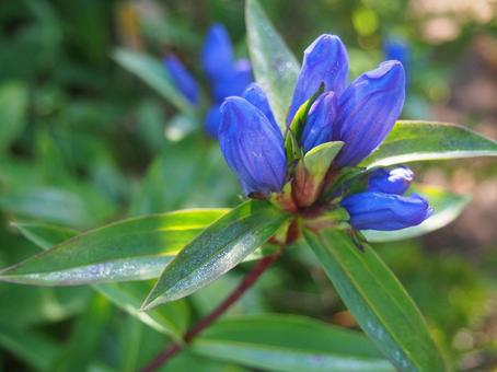 オヤマリンドウ オヤマリンドウ,紫色,山野草の写真素材
